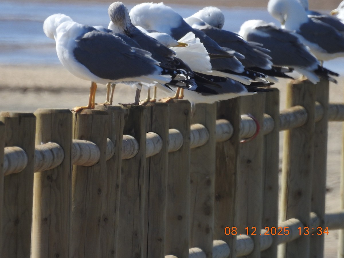 Goéland leucophée - ML647123934