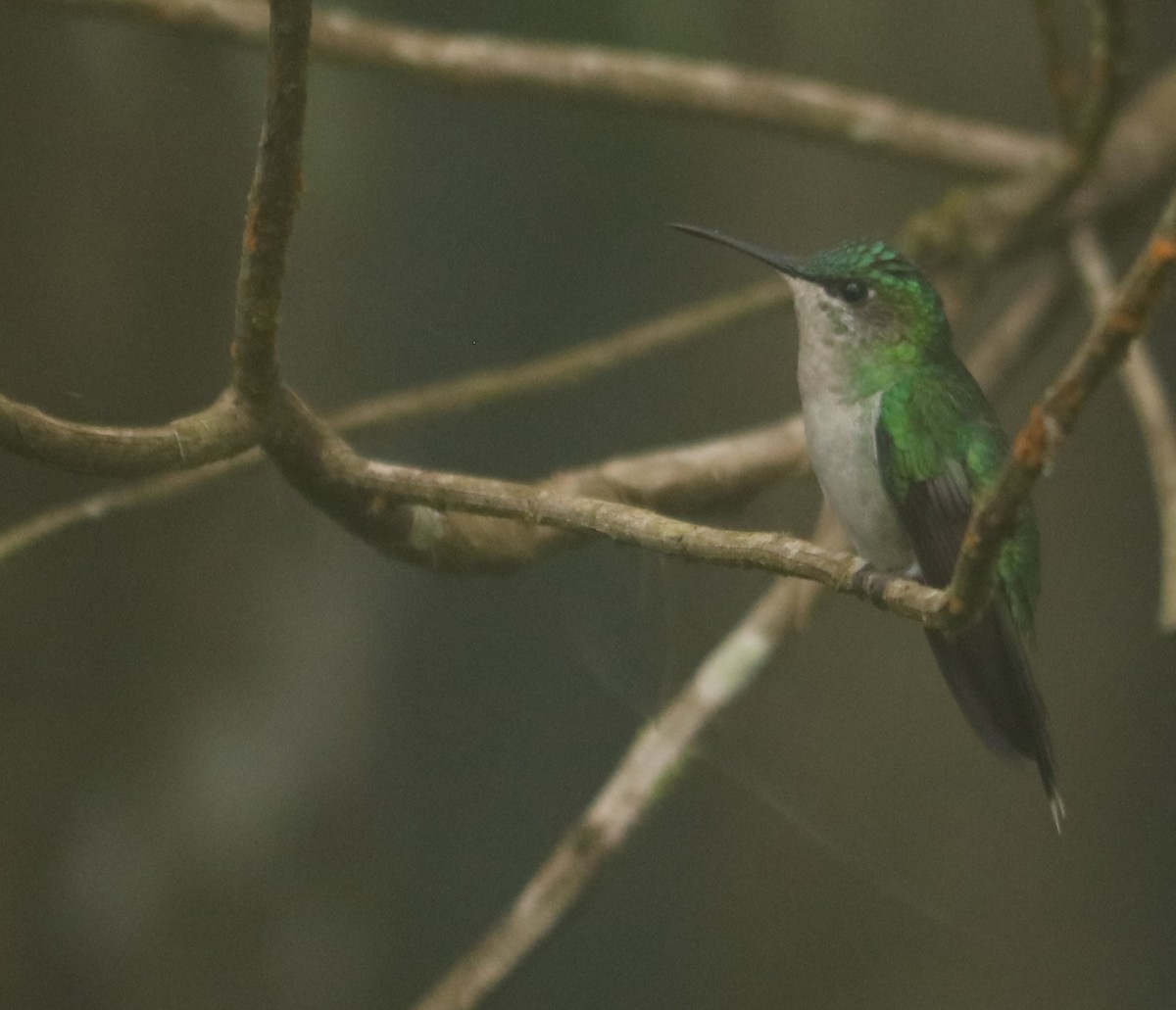 Violet-capped Woodnymph - ML647123937