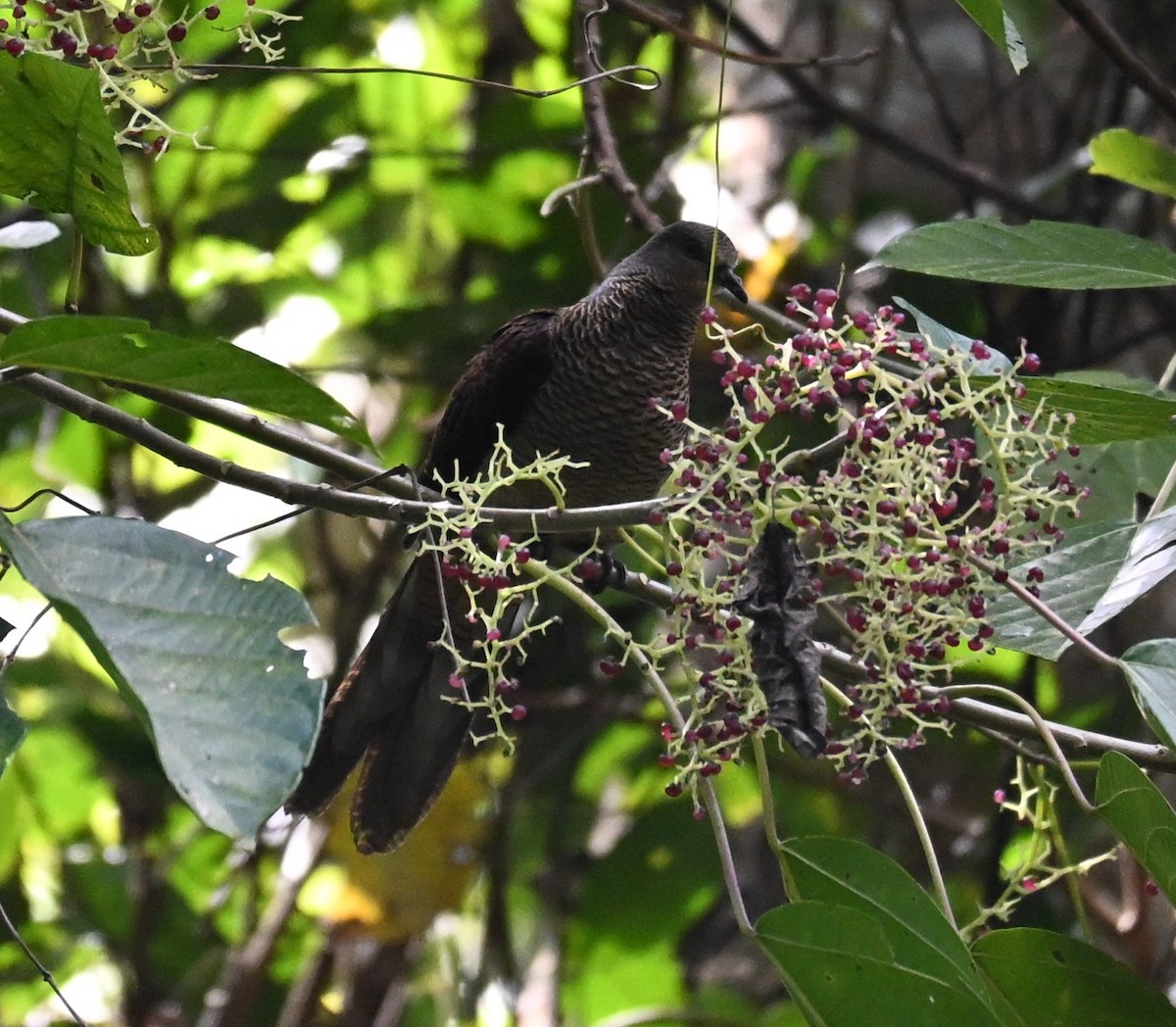 Barred Cuckoo-Dove - ML647123953