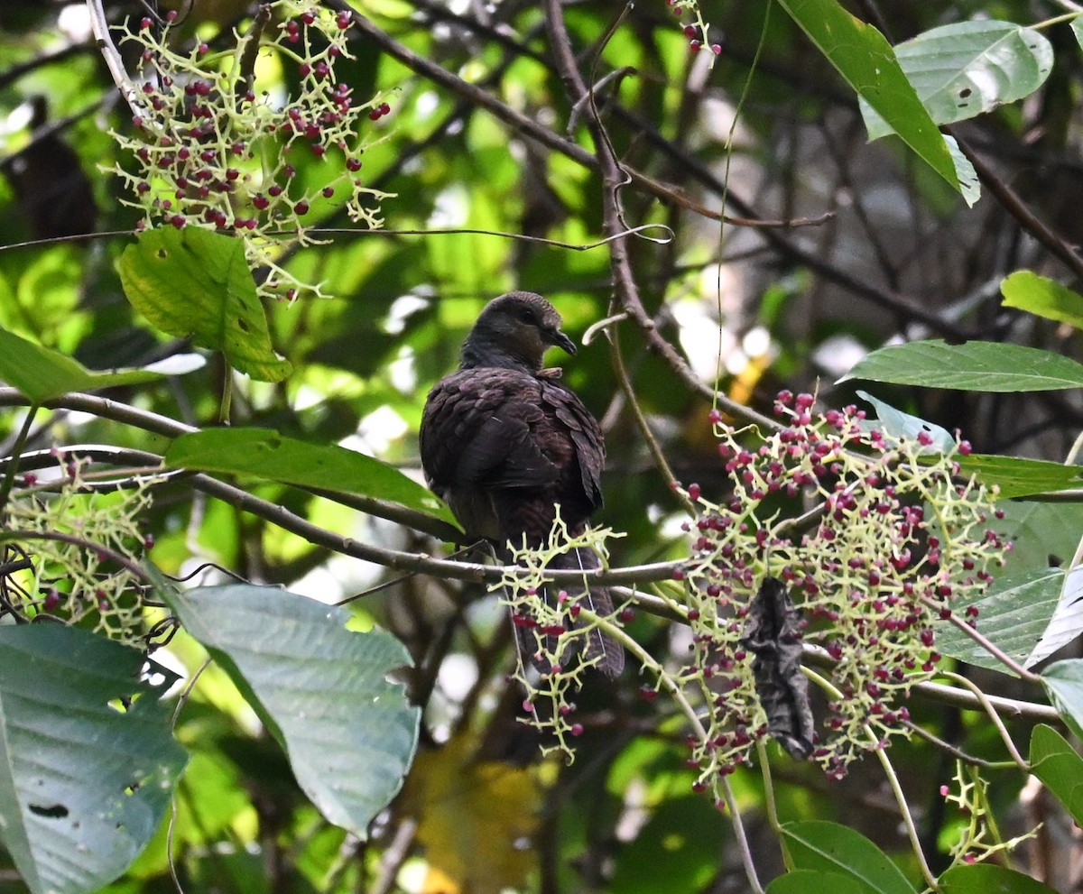 Barred Cuckoo-Dove - ML647123954