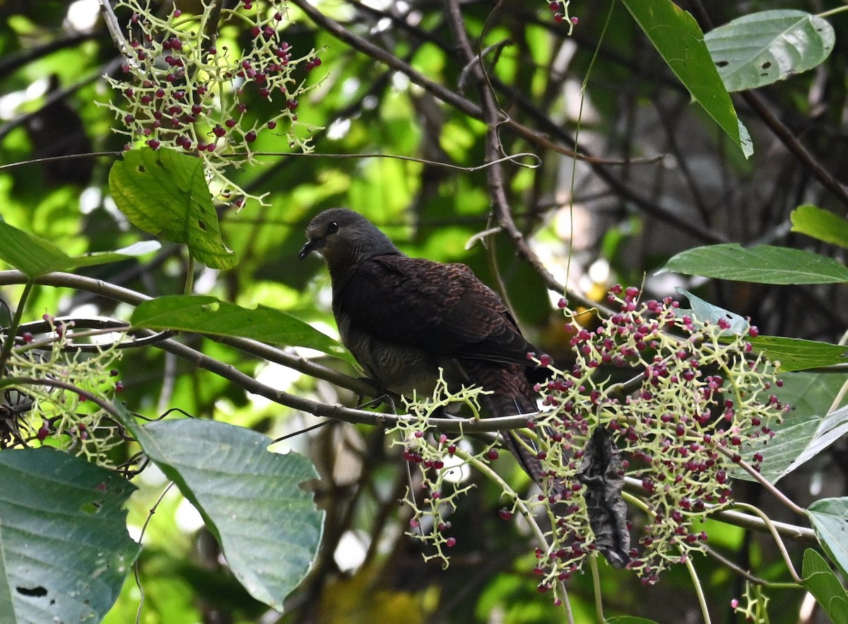 Barred Cuckoo-Dove - ML647123955