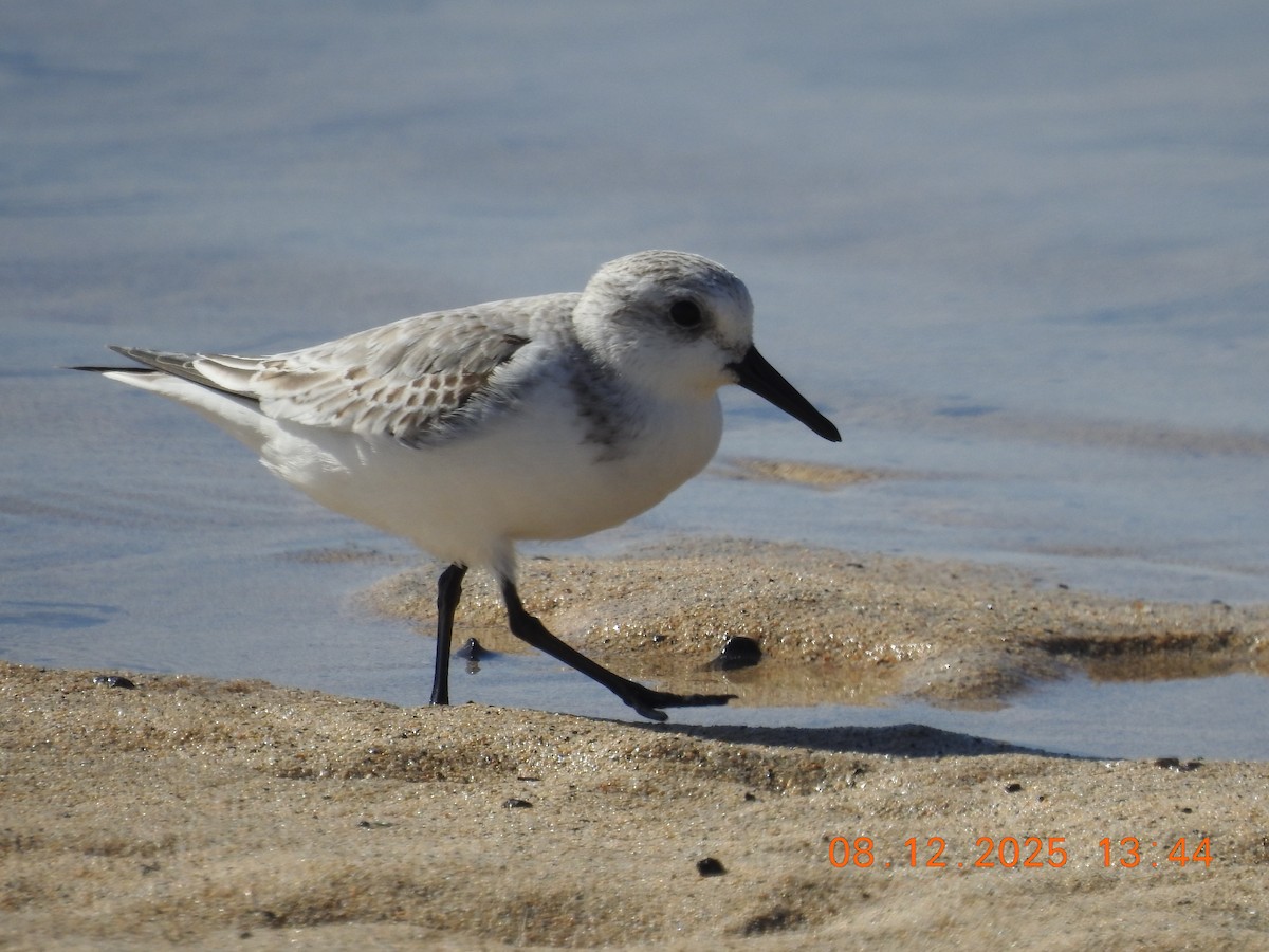 Sanderling - ML647123958