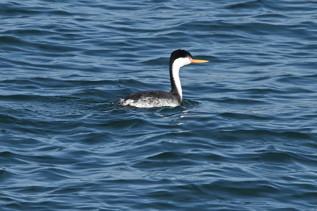 Clark's Grebe - ML647123963