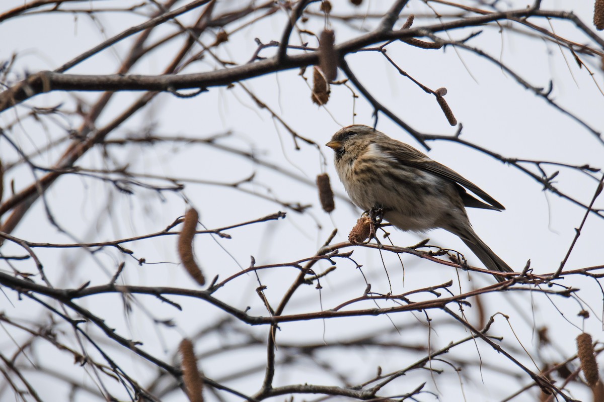 Redpoll - ML647123965