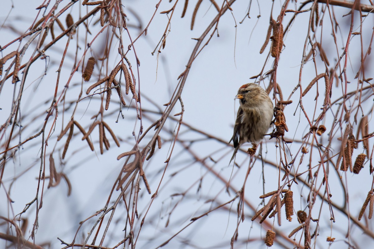 Redpoll - ML647123966