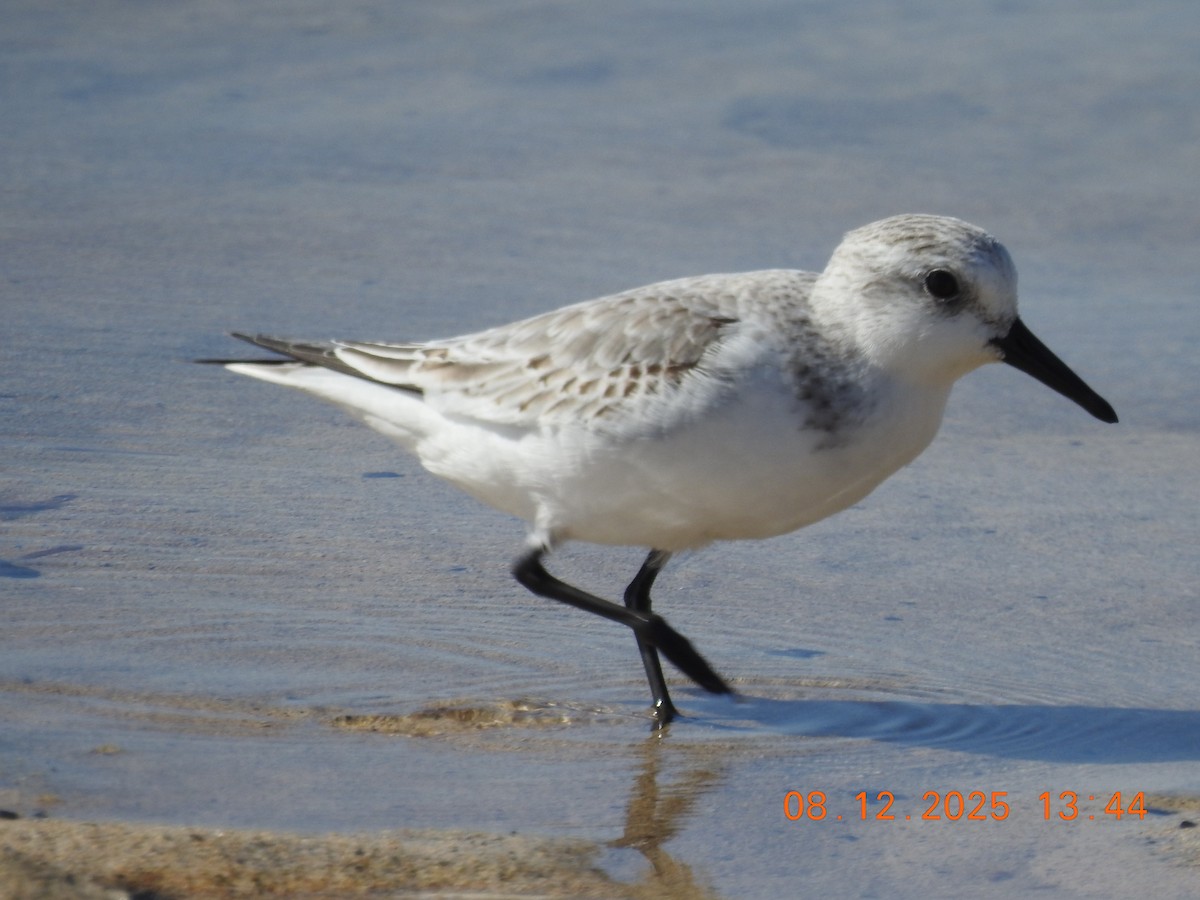 Sanderling - ML647123984