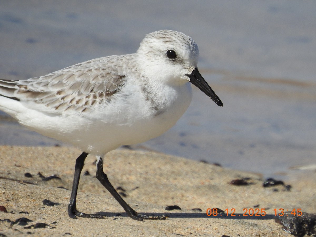 Sanderling - ML647123997