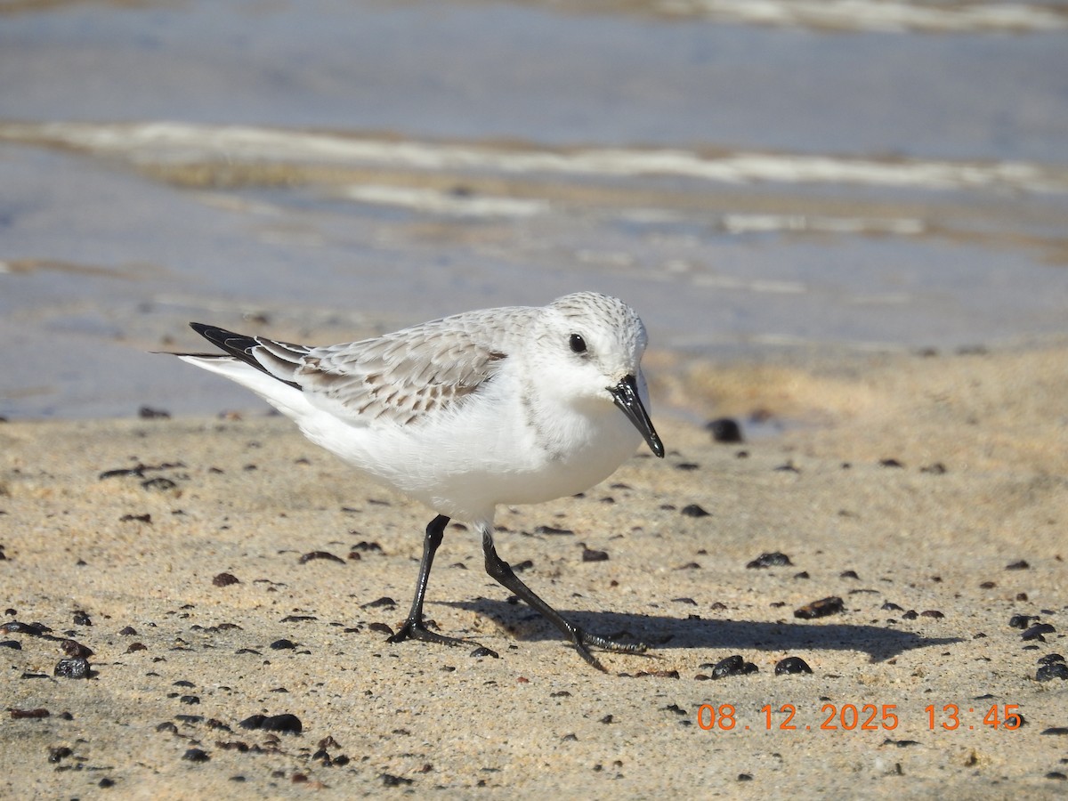 Sanderling - ML647124003