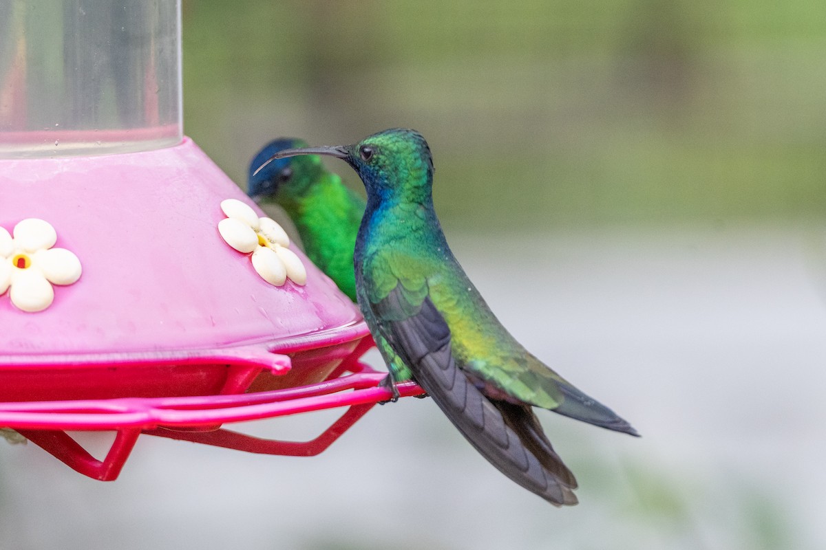 ムナグロマンゴーハチドリ - ML647124010