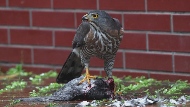 Хохлатый ястреб - ML647124011