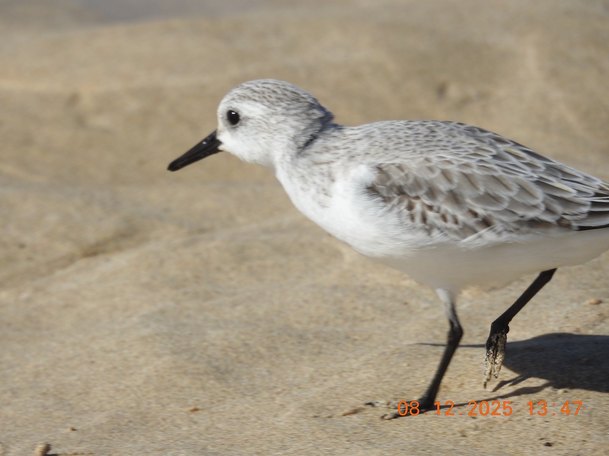 Sanderling - ML647124018