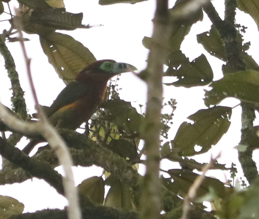 Spot-billed Toucanet - ML647124033