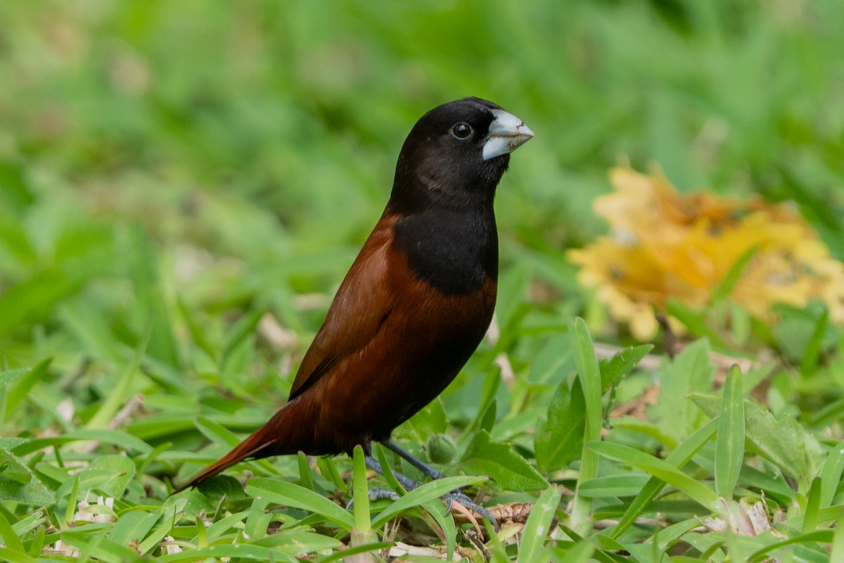 Kestane Rengi Munya - ML647124038