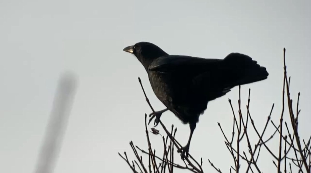 American Crow - ML647124042