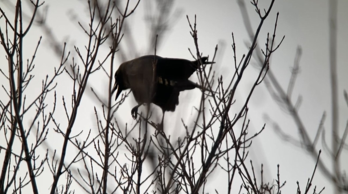 American Crow - ML647124045