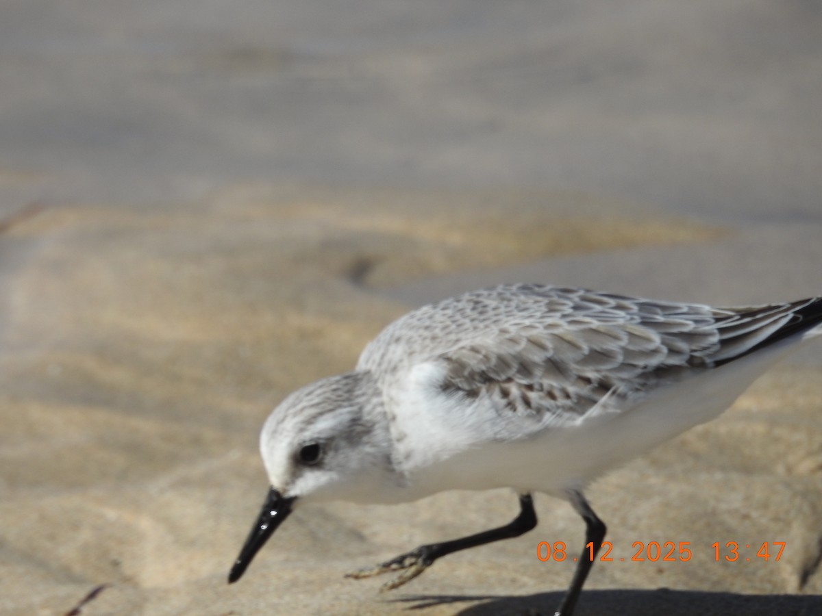 Sanderling - ML647124046