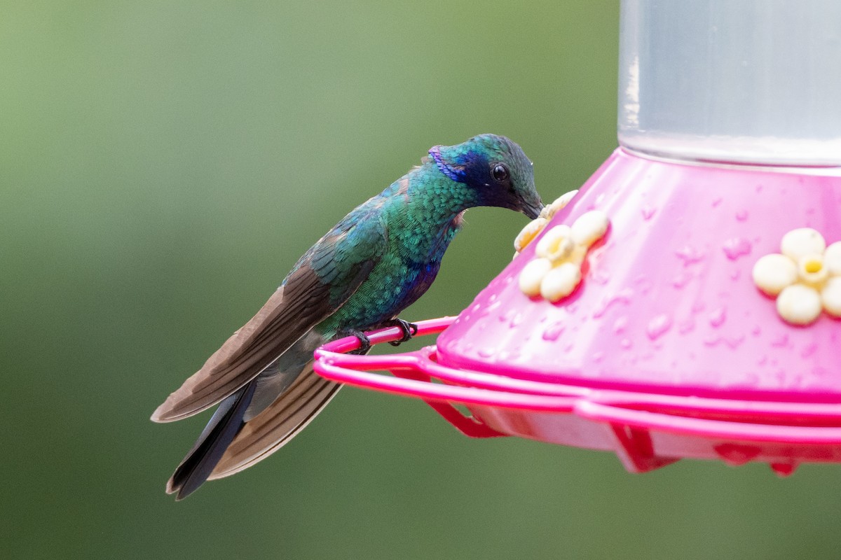 アオミミハチドリ - ML647124048