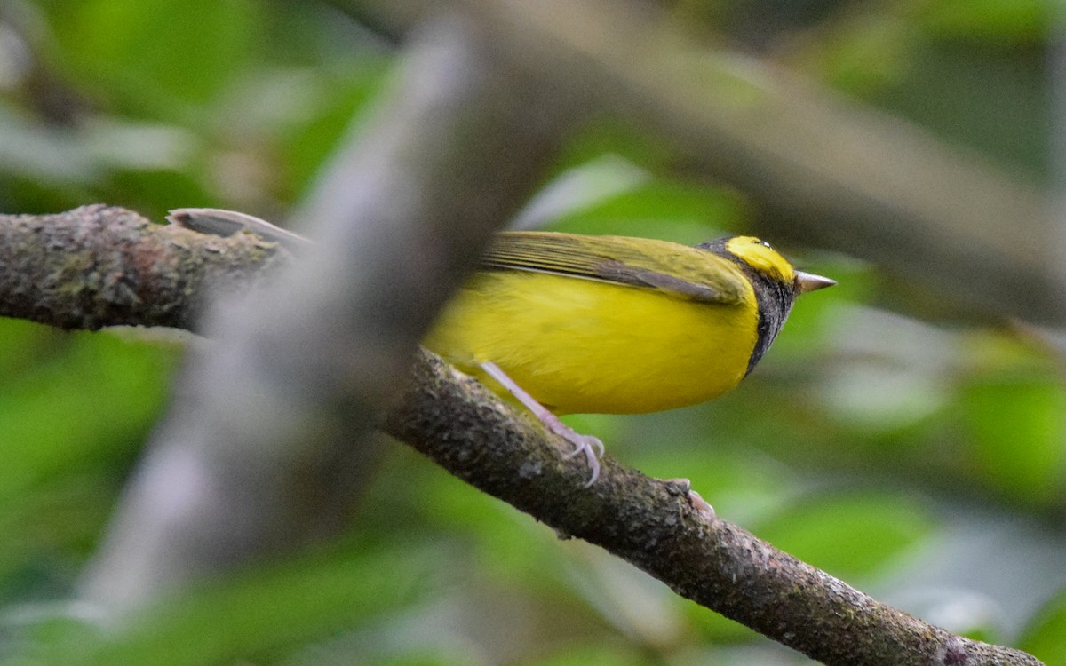 Болотянка чорногорла - ML647124050