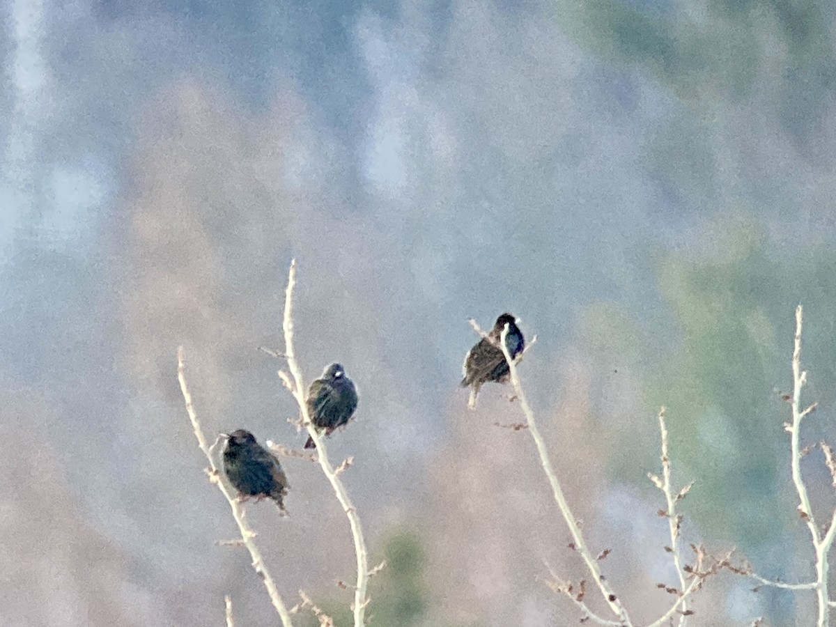 European Starling - ML647124051