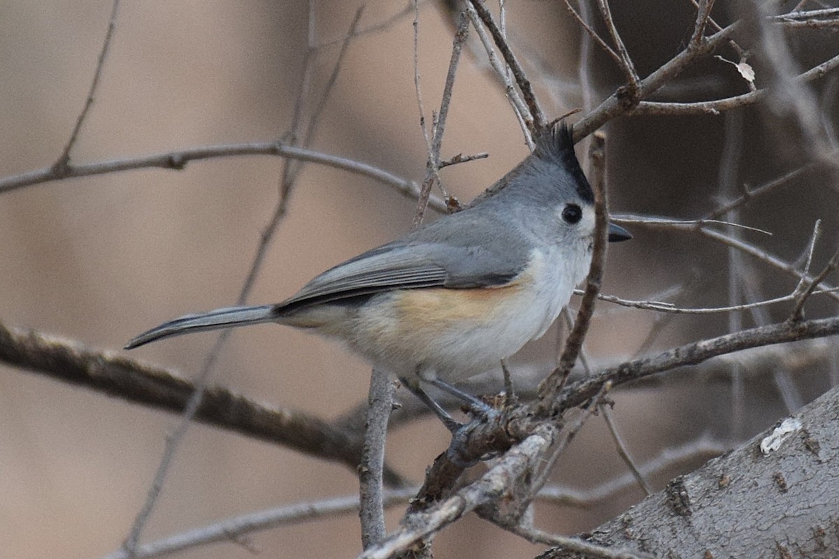 Чернохохлая гренадерка - ML647124052