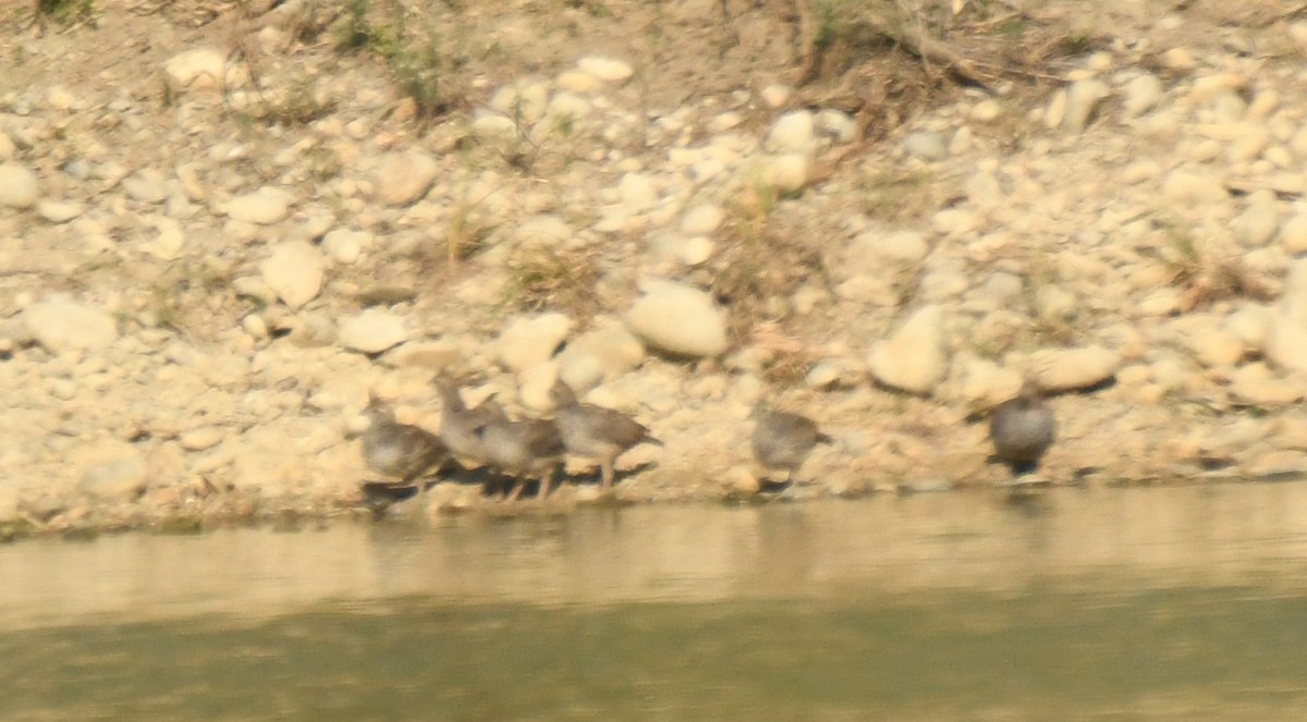 Scaled Quail - ML647124085