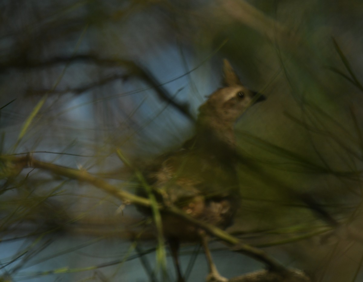 Scaled Quail - ML647124086