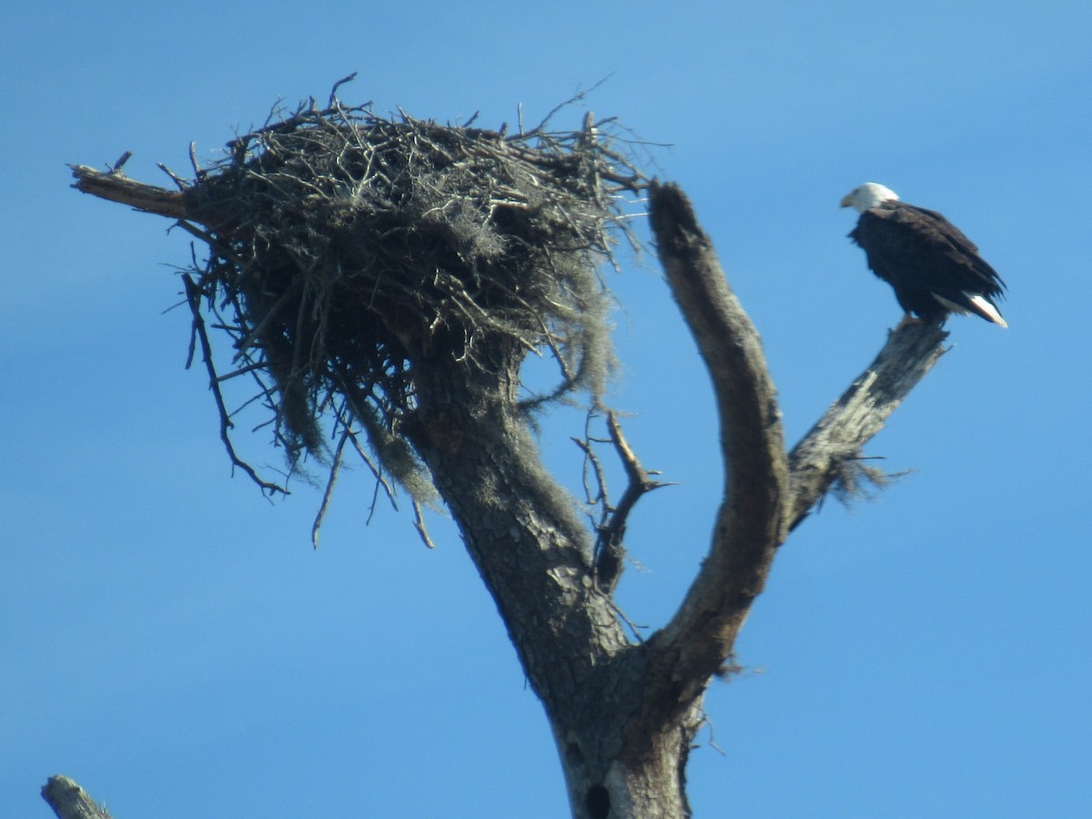 Itsas arrano buruzuria - ML647124087