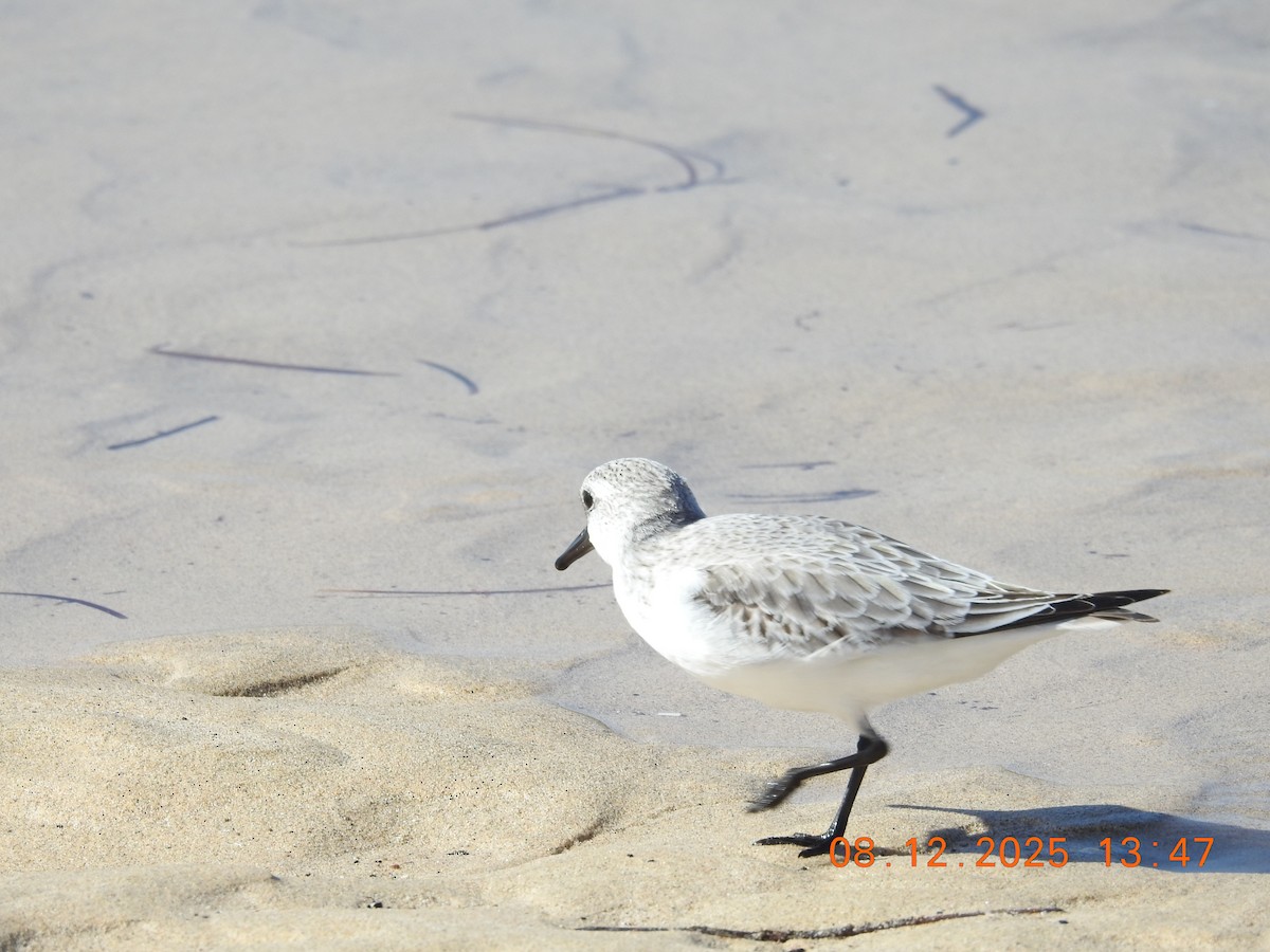 Sanderling - ML647124088