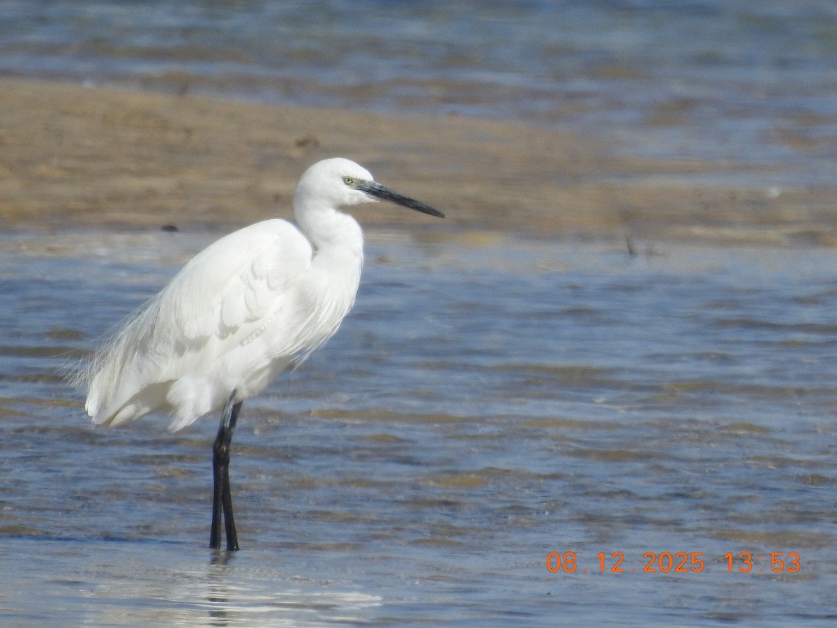 Aigrette garzette - ML647124102