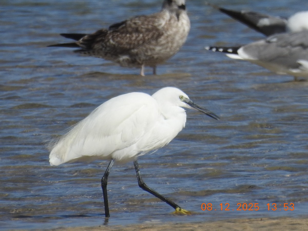 Aigrette garzette - ML647124109