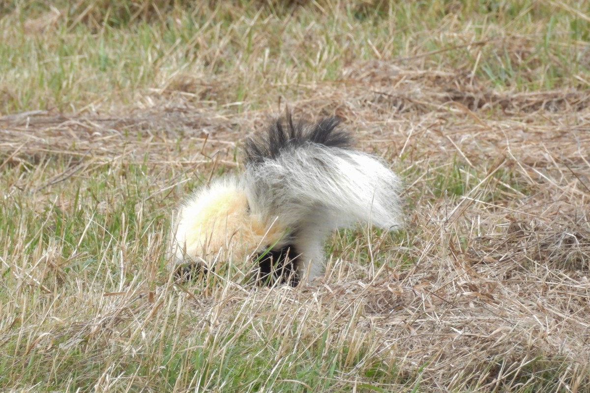 Eastern Striped Skunk - ML647124113