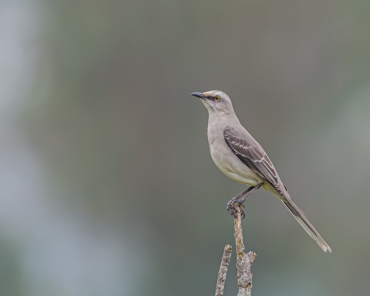 Tropical Mockingbird - ML647124119