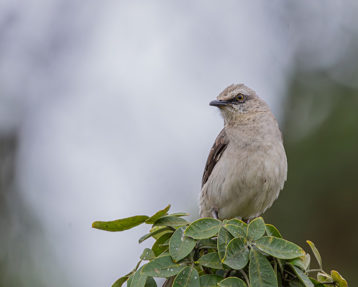 Tropical Mockingbird - ML647124120