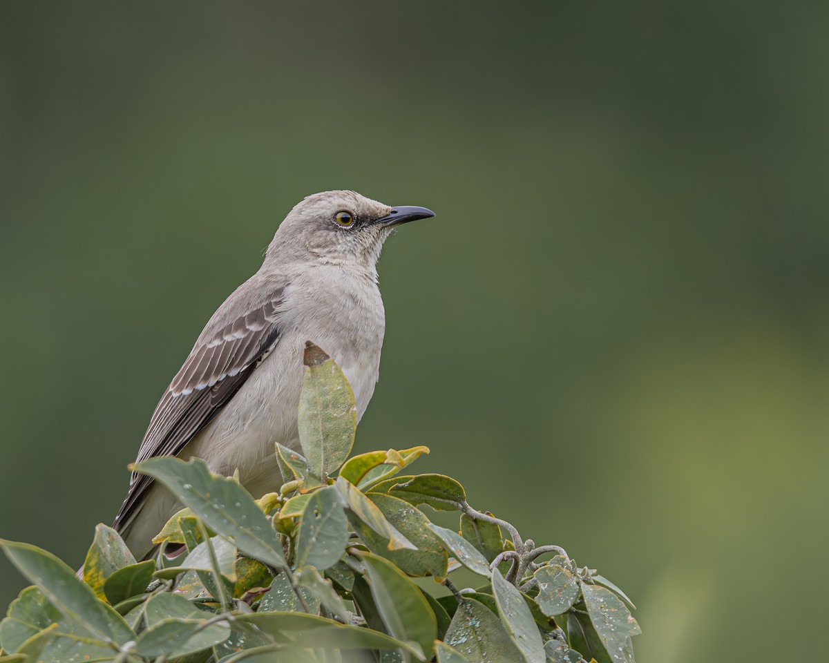 Tropical Mockingbird - ML647124121