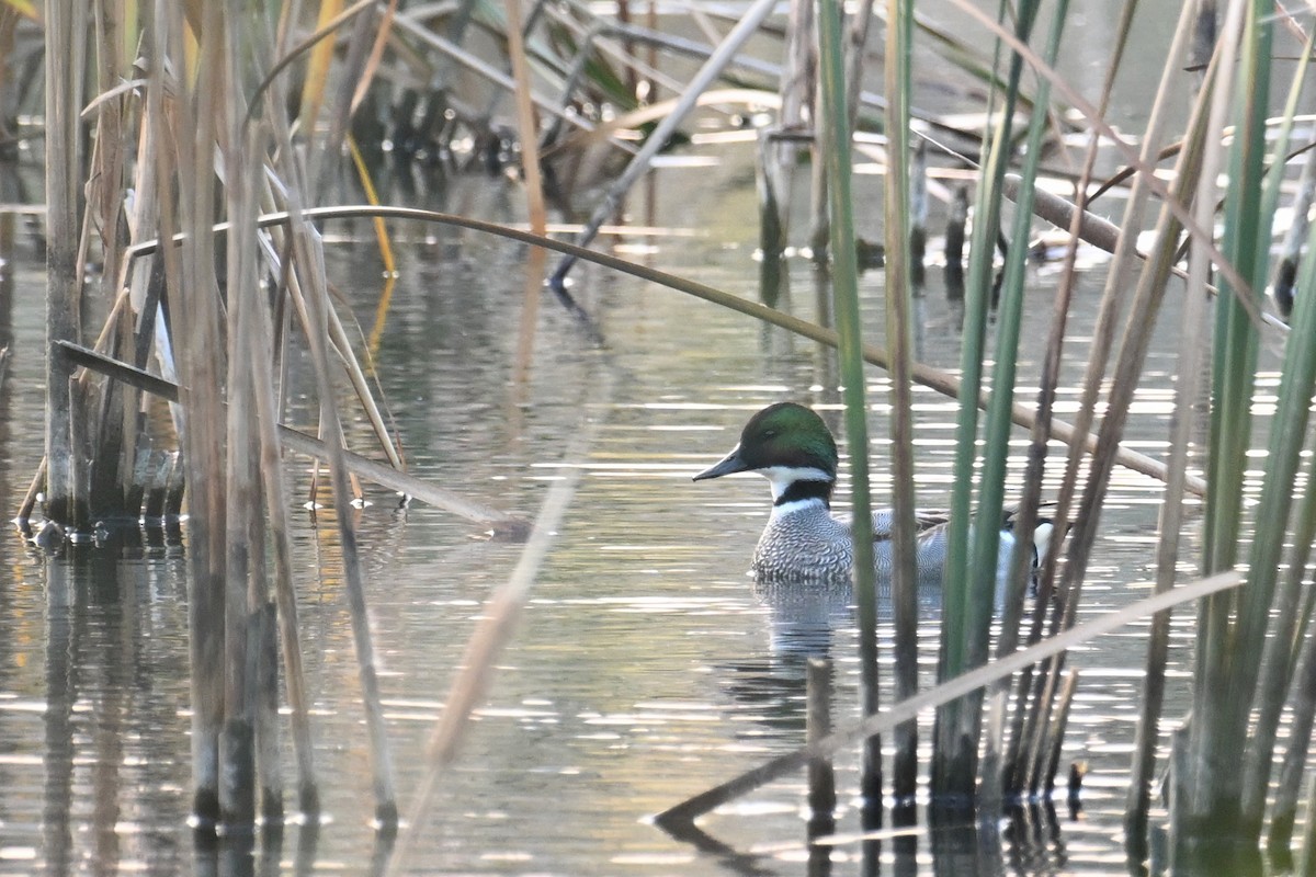 ヨシガモ - ML647124124