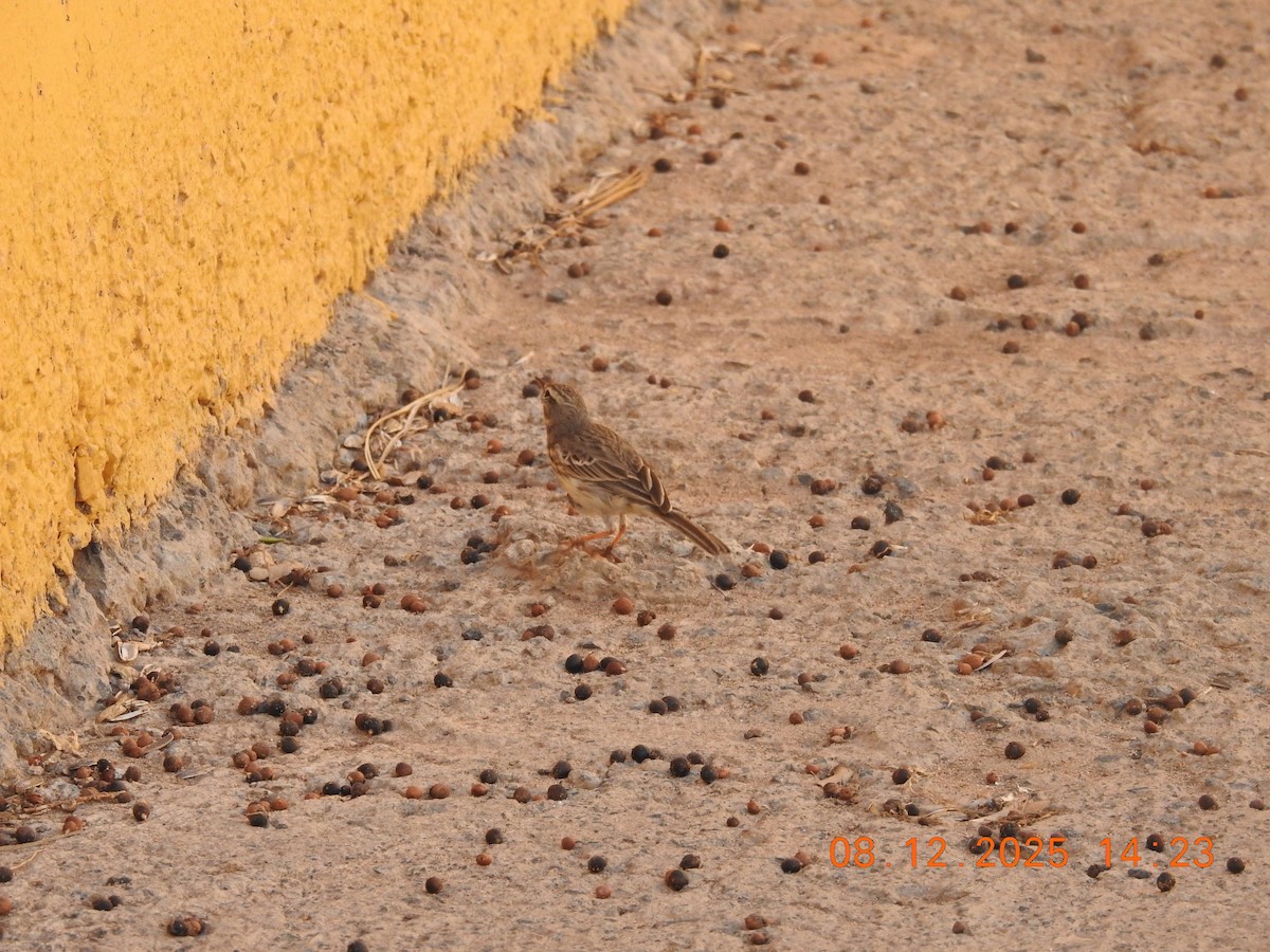 Pipit de Berthelot - ML647124125