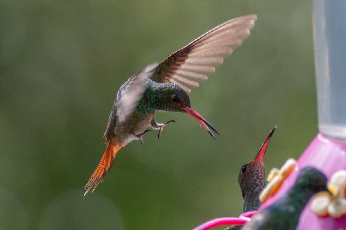 ハイバラエメラルドハチドリ - ML647124148