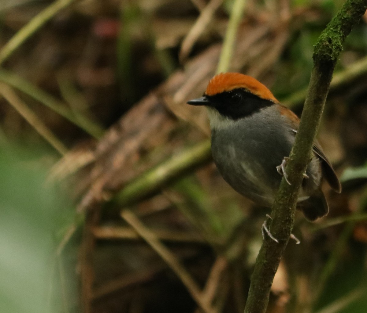 Black-cheeked Gnateater - ML647124160