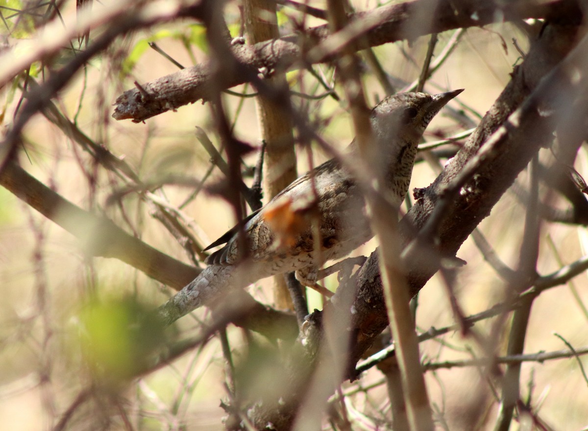 Eurasian Wryneck - ML647124161