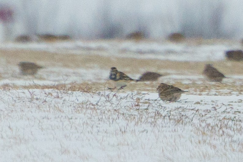 Подорожник лапландський - ML647124167