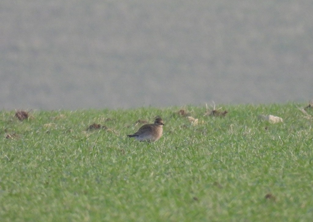 Сивка звичайна - ML647124175