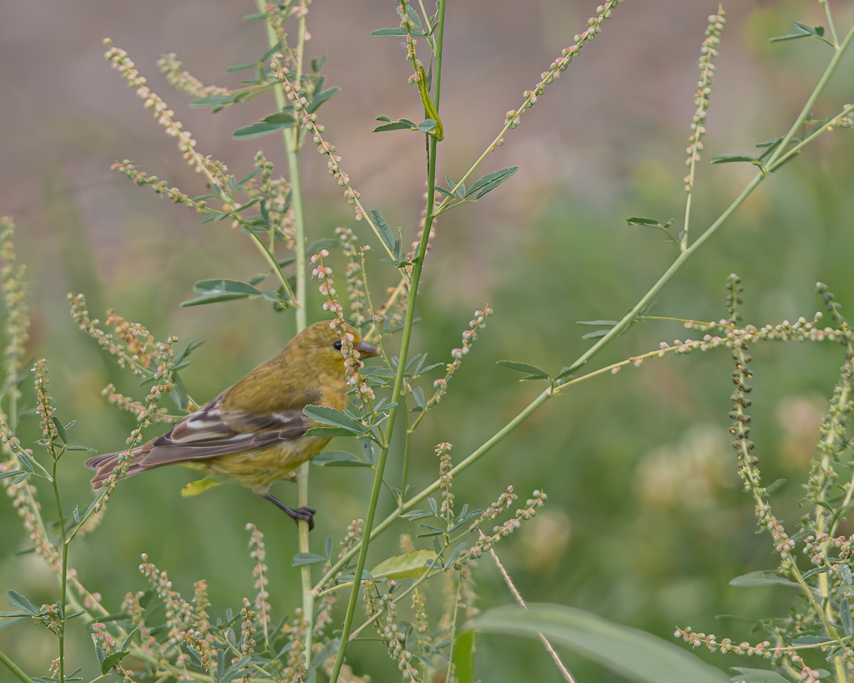 Lesser Goldfinch - ML647124187