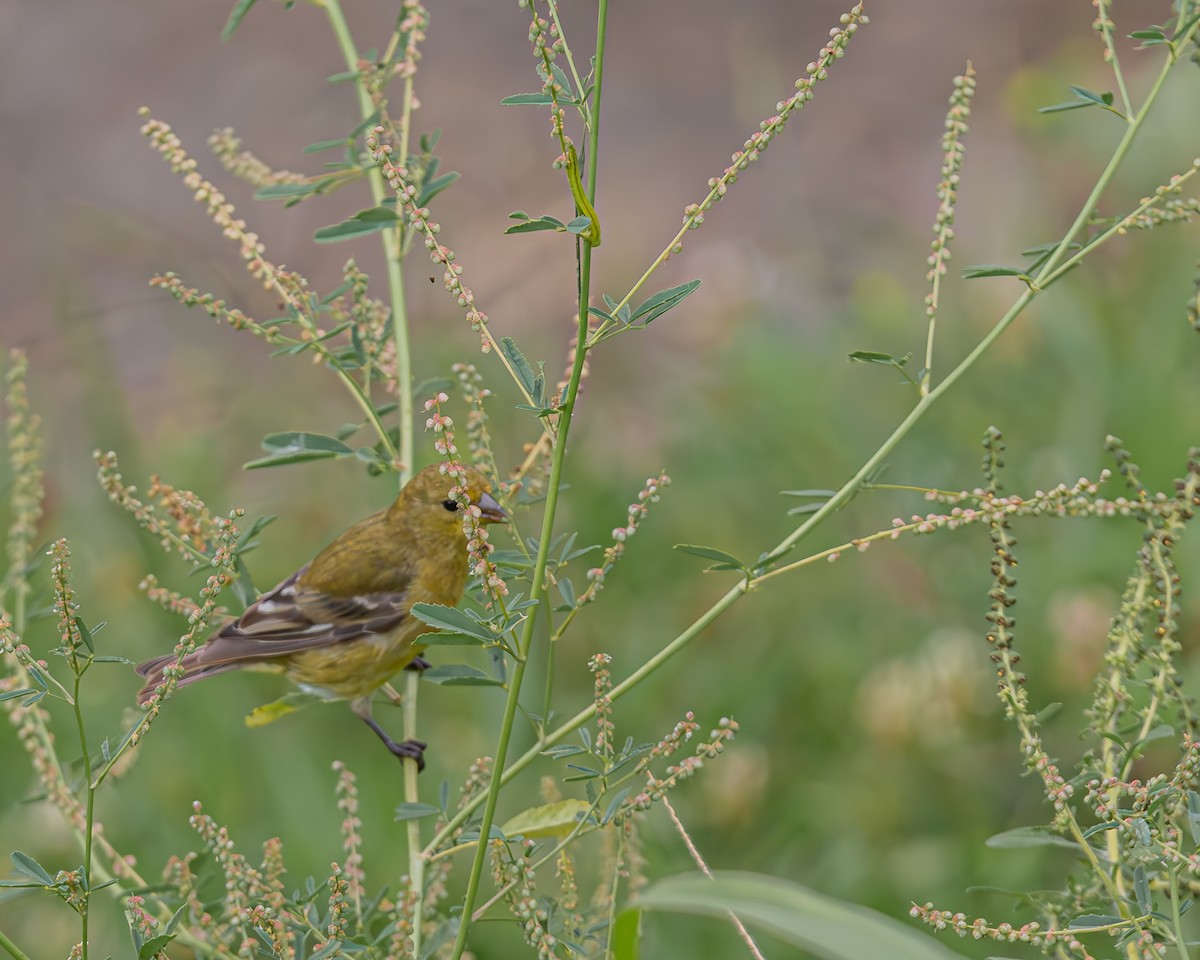 Lesser Goldfinch - ML647124188