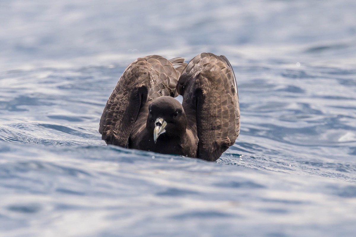 Beyaz Gıdılı Yelkovan - ML647124219