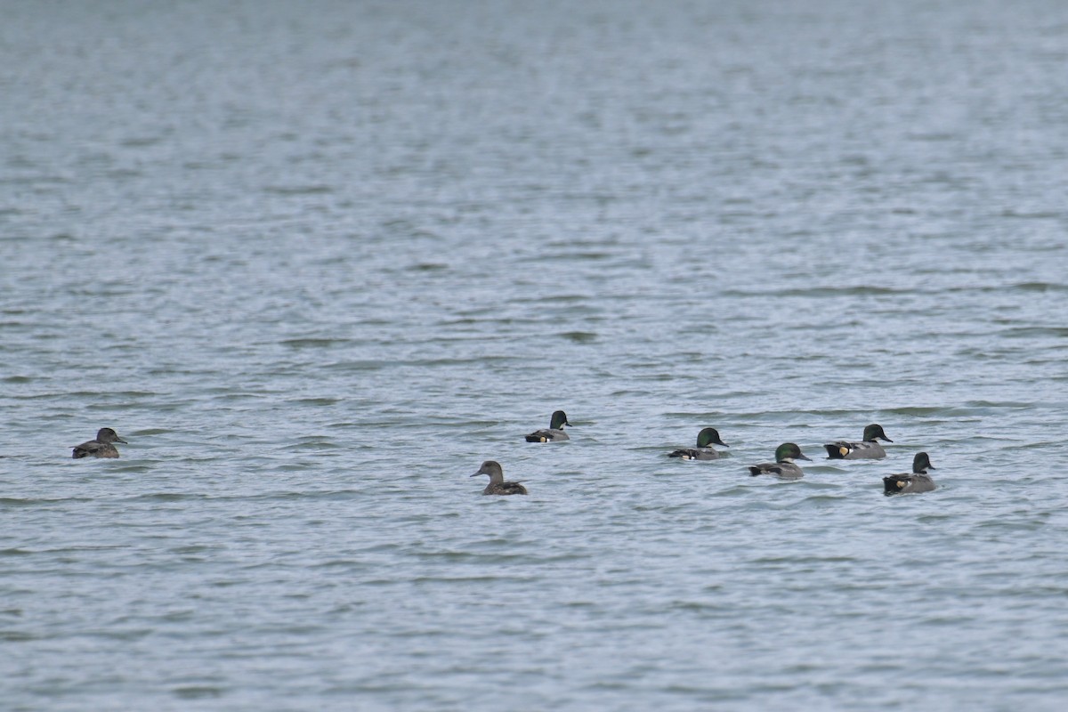 ヨシガモ - ML647124220