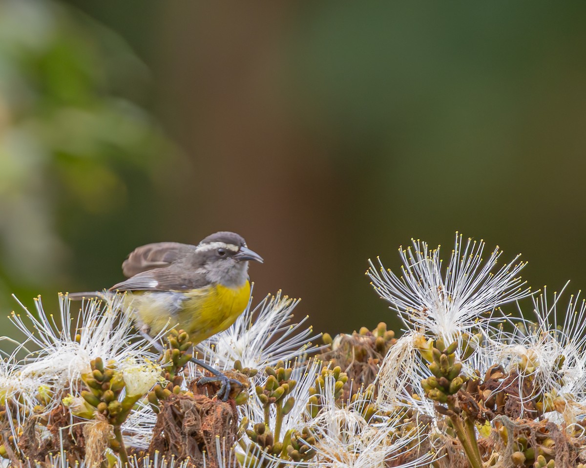 Bananaquit - ML647124222