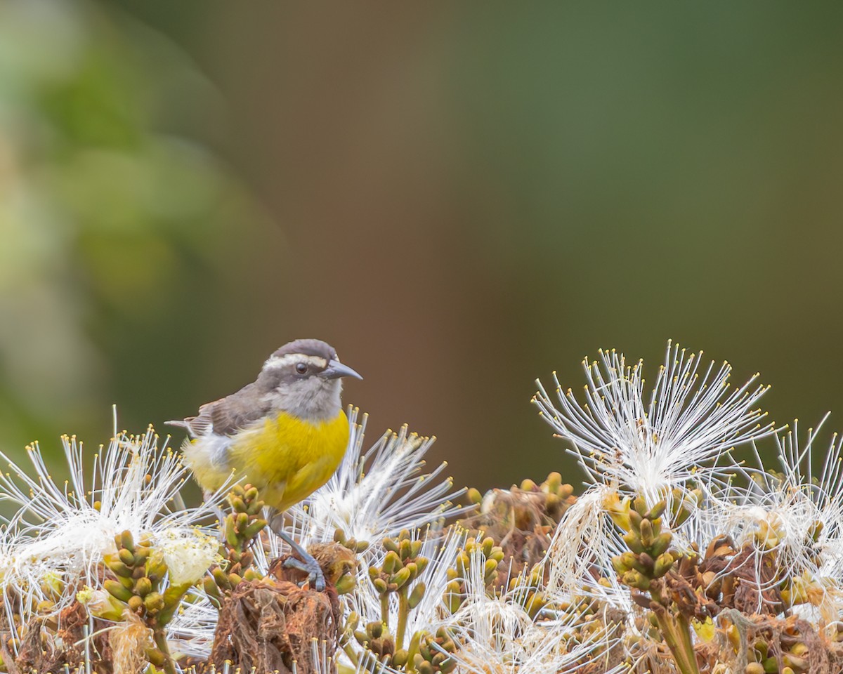 Bananaquit - ML647124223