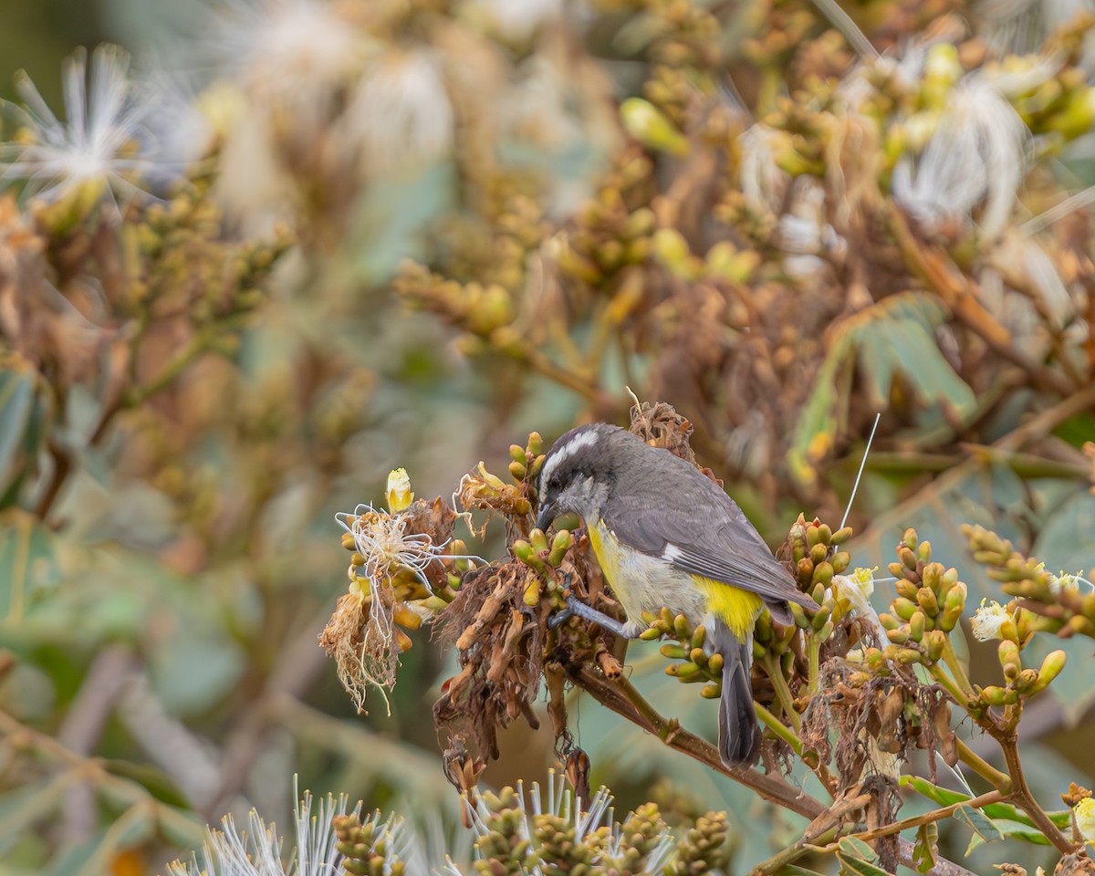 Bananaquit - ML647124224