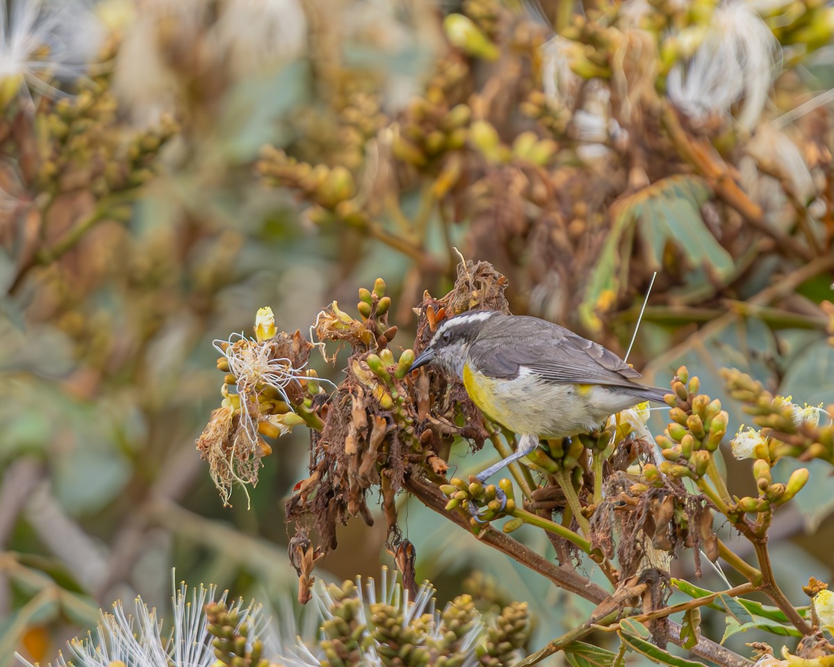 Bananaquit - ML647124225