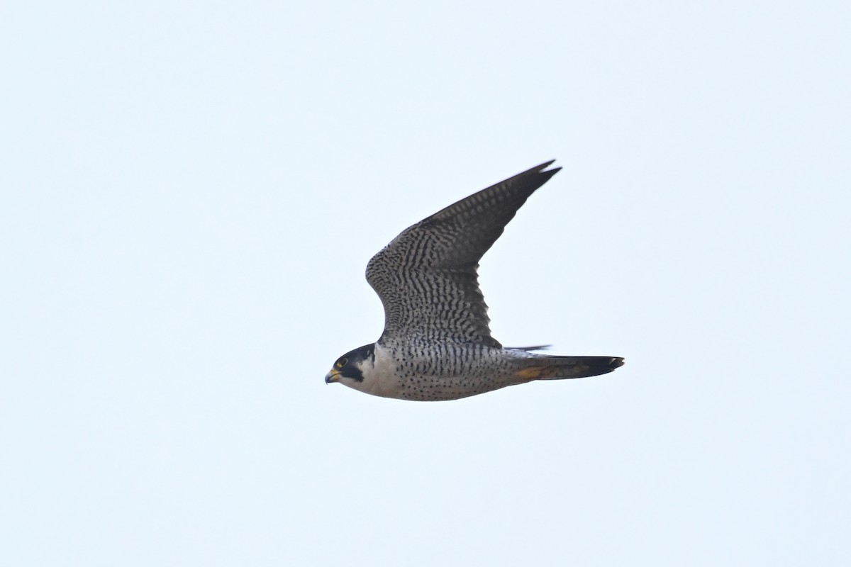 遊隼 - ML647124248